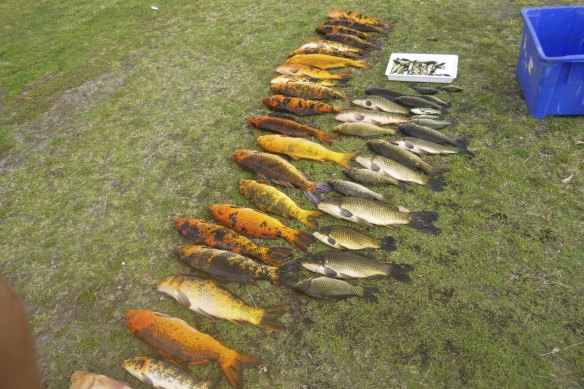 Koi and carp pulled from Perth wetlands.