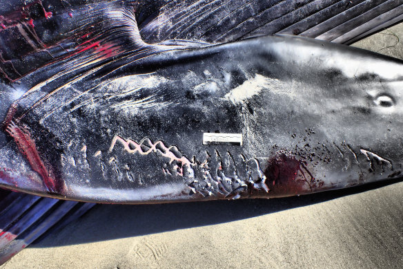 “Rake marks” on a 52-foot fin whale that became beached in San Diego. 