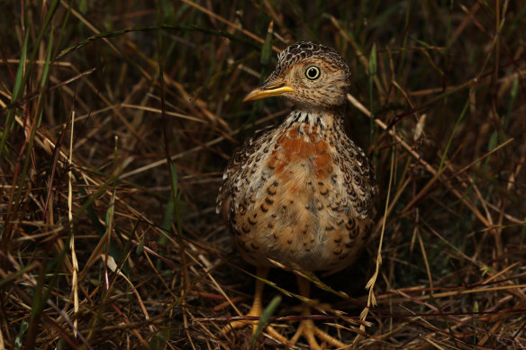 Not all animals will benefit from heavy rains. Plains-wanderers prefer more open habitat.