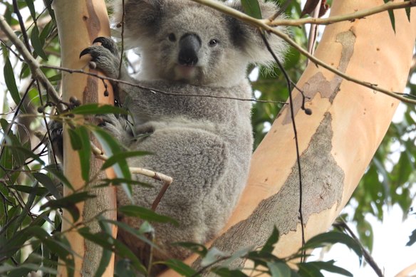 At the beginning of 2025 in Smiths Creek in Leumeah, a coala near the new Georges River Koala National Park.