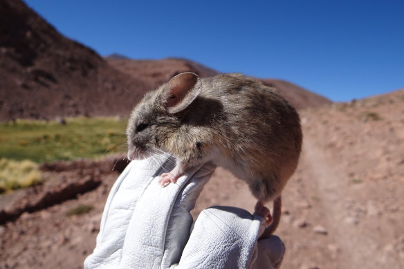 Extremophiles are usually bacteria, but you could say the leaf-eared mouse – found far above the normal mammalian altitude threshold – has joined the ranks of microbes that live in permafrost and radioactive waste.