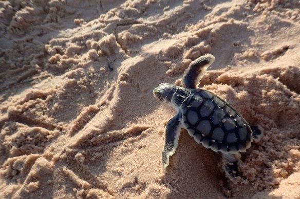 Female hatchlings can grow to weigh between 50kg and 125kg.