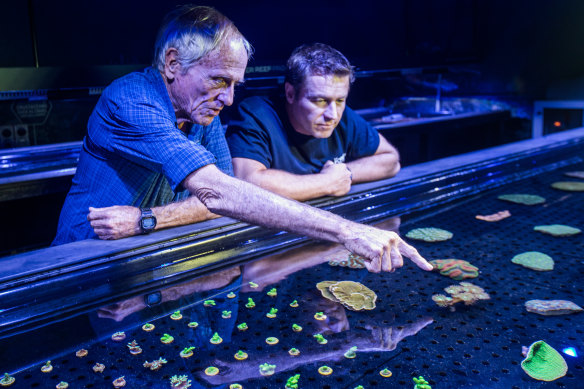 Charlie Veron (left) and Dean Miller at Cairns’ Living Coral Biobank, where the hope is to collect all 415 of the reef ’s species.