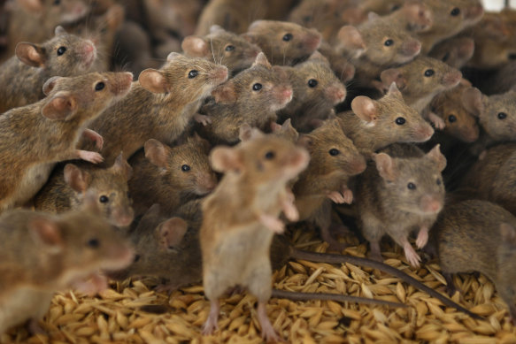 Images of the rural mouse plagues sparked fears of a Sydney invasion. The number of rodents in the city is already estimated to be between 500 million and a billion.