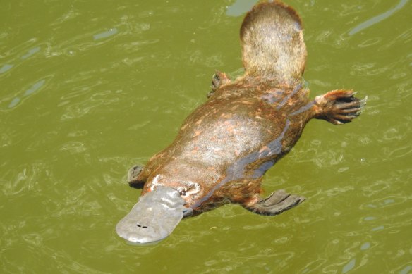 The platypus, listed as 'near-threatened' on the International Union for Conservation of Nature Red List, and now faces fresh threats from drought and bushfire-contaminated water.