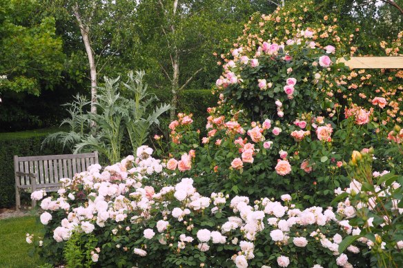 There are plenty of roses, both contemporary and classic favourites.