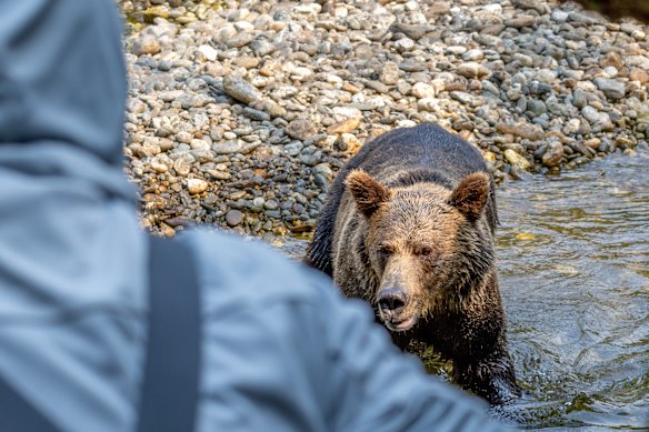 The grizzly turns its attention to the writer’s group.