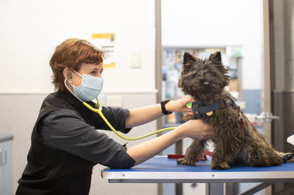 Greencross vet Dr Lindsay Evans treats cairn terrier Oscar.