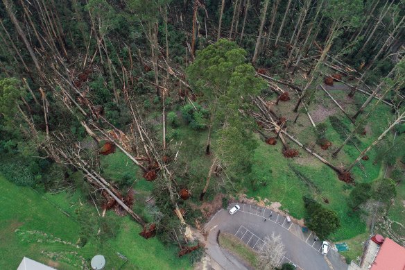 Massive trees fell like ninepins near Mount Dandenong Primary School. 