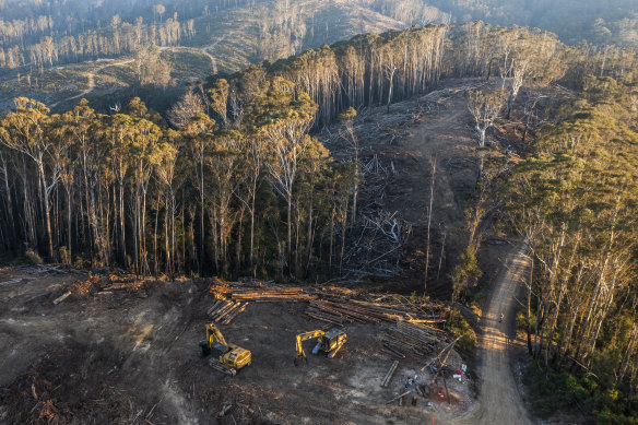 Logging in Wild Cattle Creek near Coffs Harbour in 2022.