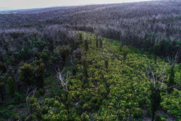 A native timber forest on the outskirts of Orbost which was partially logged three years ago after a bushfire.