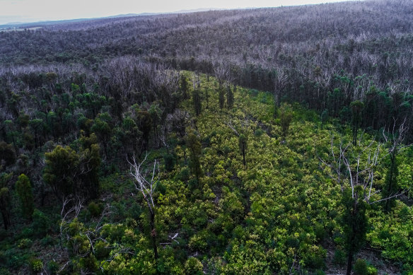 A native timber forest on the outskirts of Orbost.