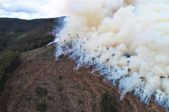 Post logging fires at Big Pats Creek, near Warburton.