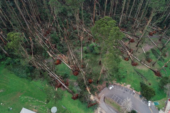 Felled trees near Mount Dandenong Primary School after the storms.
