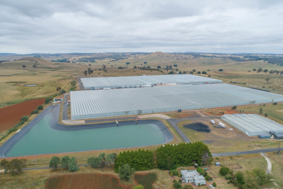 Centuria Capital Group has secured a 20-hectare tomato glasshouse facility in Guyra NSW.