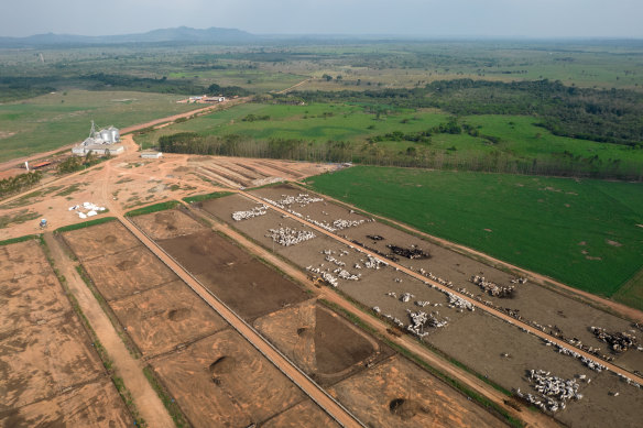 Cattle on a farm in Maraba, Para state, Brazil. In 2021, some European supermarkets restricted imports of Brazilian beef after it was linked to deforestation.