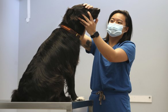 Veterinarian Dr Angela Pantangco, examines Border Collie ‘Harper’ at the Sydney University Veterinary Hospital.