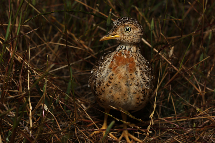 Tiny Feet Poking Out Breeding Boom For Rare Plains Wanderer