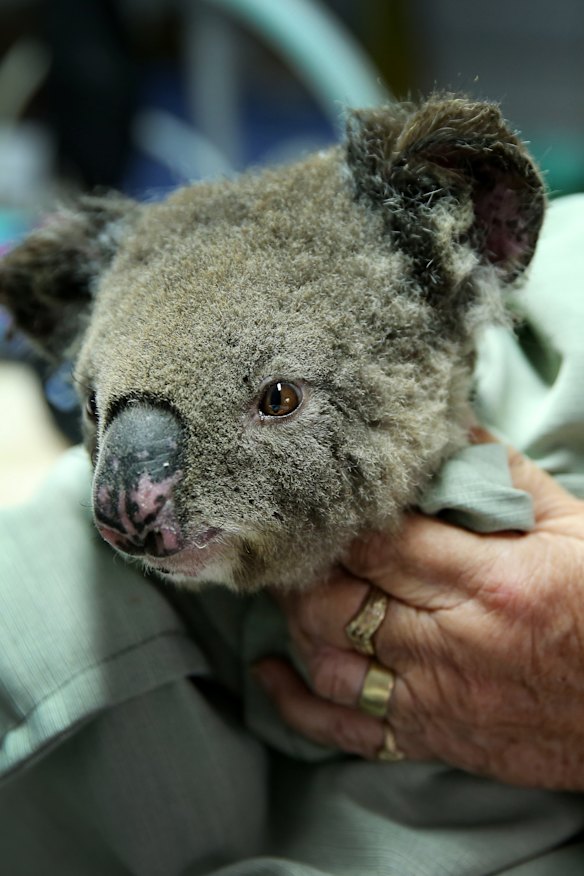 Publicity videos of koalas being swaddled don't solve Australia's climate emergency.