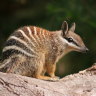 Numbat stripes reveal endangered population is twice as big as we thought