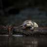 Dashed hope: No platypuses left in the Royal National Park, research confirms