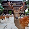 Japan is now the third most popular destination for Australian travellers.