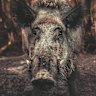Feral pigs would be in hunters’ sights under the proposed laws.