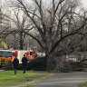 Woman killed by falling tree at Princes Park