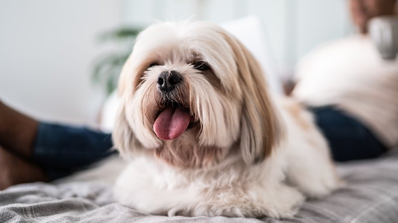 Woman gets $101,000 after dog attack