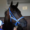 Black Caviar’s final foal dies days after champion mare’s death