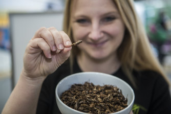 Anyone for cricket? Skye Blackburn, founder of the Edible Bug Shop, samples roast insects at the Royal Melbourne Show. 