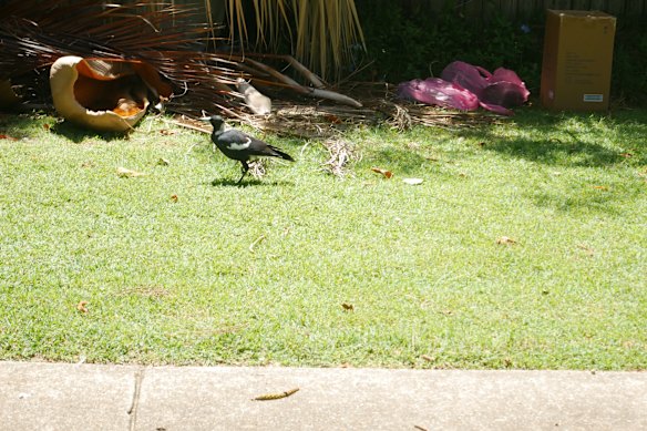The plastic bags are full of dead birds.