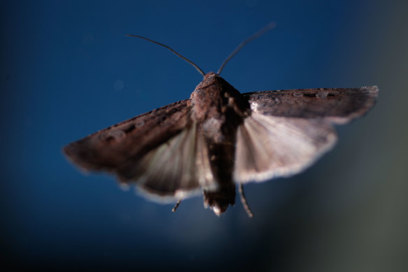 The International Union for Conservation of Nature has included the endangered bogong moth on its Red List for the first time.