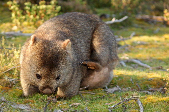 The Andrews government has scrapped the "outdated" legal loophole. 