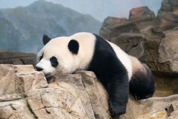 Giant panda Xiao Qi Ji rests at the Smithsonian’s National Zoo in Washington in September, before being moved to China.