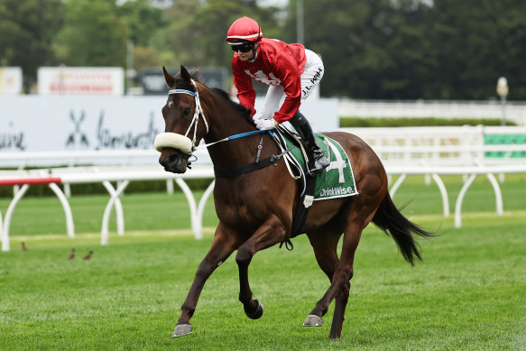 Jamie Kah and Quickster prepare for race four at the Everest race meet on Saturday.