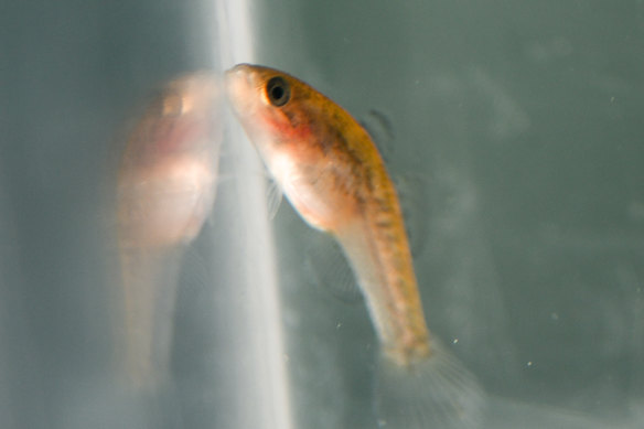 A baby Mogurnda adspersa.