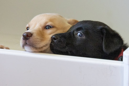 No place like home: Two of the nine puppies being fostered in a Reservoir home.