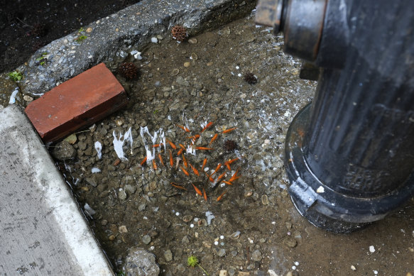 Fish swim in a pool of water next to a fire hydrant in the Brooklyn borough of New York.
