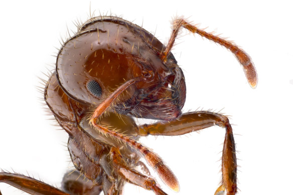 Up close: the fire ant