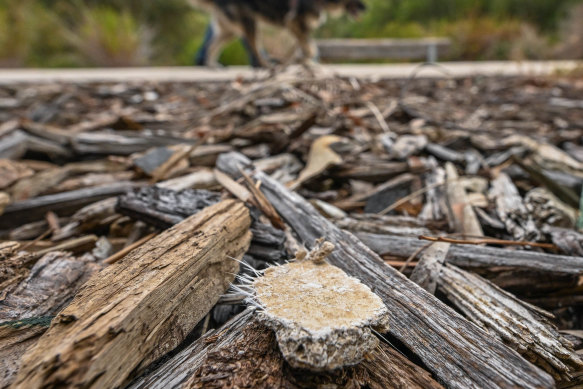 Asbestos material has been found in tanbark just off the path which runs along the Kororoit creek, Harris reserve, Altona North.