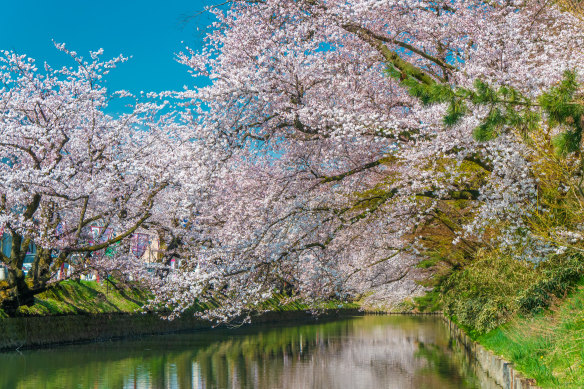 Cherry blossom, Suginami.
