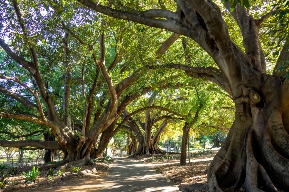 Moreton Bay fig trees at Perth’s Hyde Park have provided shade for visitors for decades.