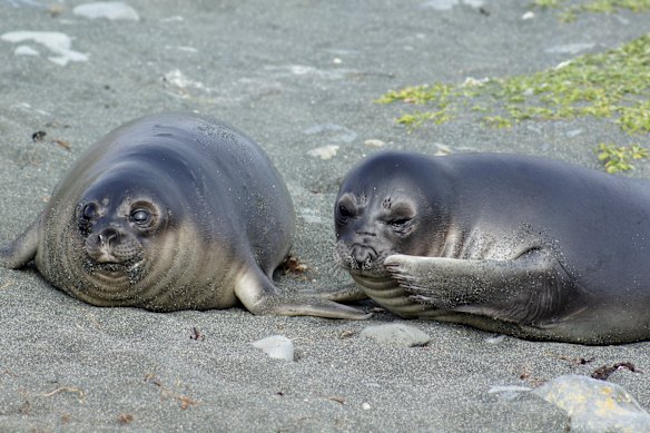 Young elephant seals are extremely cute.