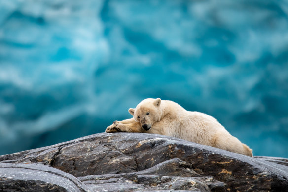 Polar bears aren’t the only wildlife attraction at the Svalbard Archipelago.