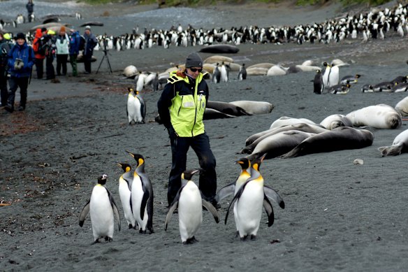 A ranger keeps track of the penguin with the plastic ring on its beak (bottom left) prior to catching it and removing the plastic.