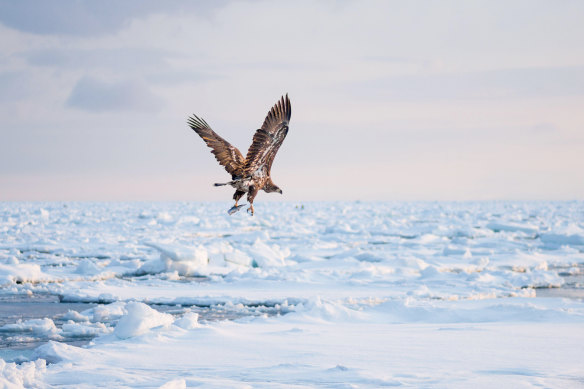 White-tailed eagles near the Shiretoko Peninsula during the winter months along with the drift ice.