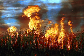 Sugar cane (burned as part of the harvest process). Politicians fear that a sugar tax would see their goodwill with cane farmers go up in smoke. 