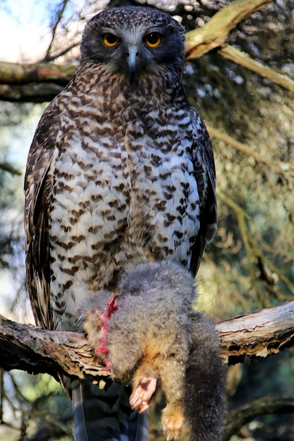 Powerful owls are one of few apex predators that still live, in small numbers, in urban Melbourne. 
This one is holding a dead brushtail possum.