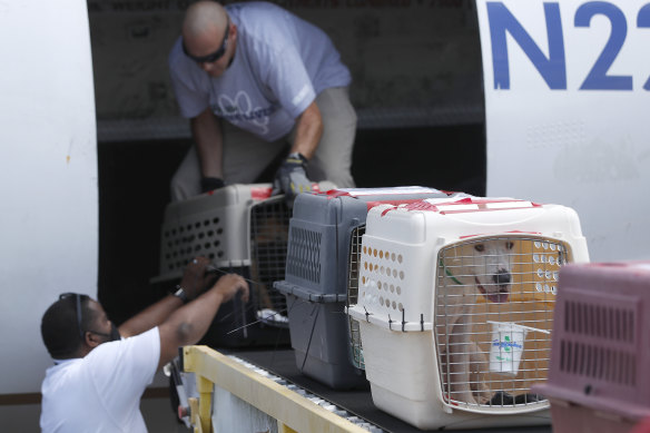 Pets hotsell on planes